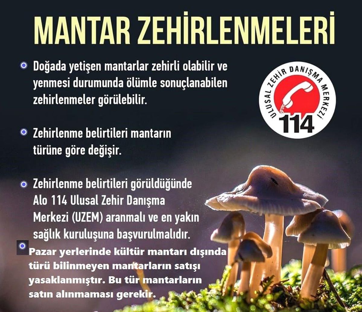 Karacasu'da türü bilinmeyen mantarların satışı yasaklandı