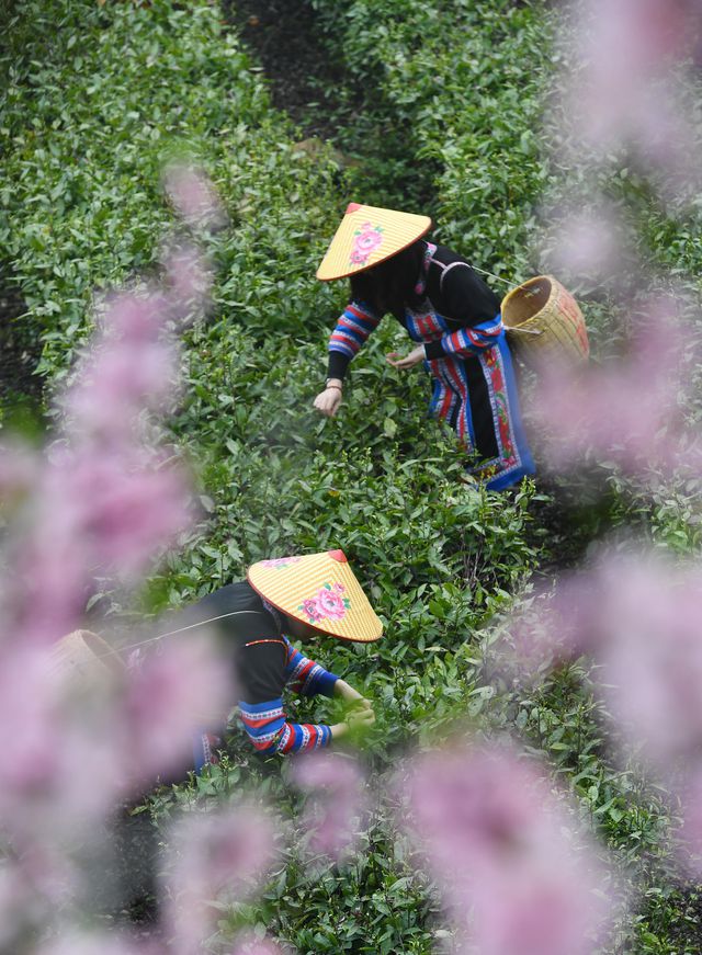 Çin'in Hunan Eyaletinde Çay Hasadı Turizmle Bütünleşerek Yerel Ekonomiyi Destekliyor