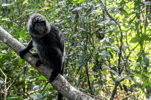Nesli Tehlike Altındaki Cava Langur Maymunları Endonezya'da Vahşi Doğaya Bırakıldı