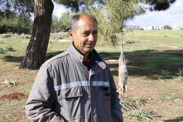 Tilkiyi vurup ağaca astılar