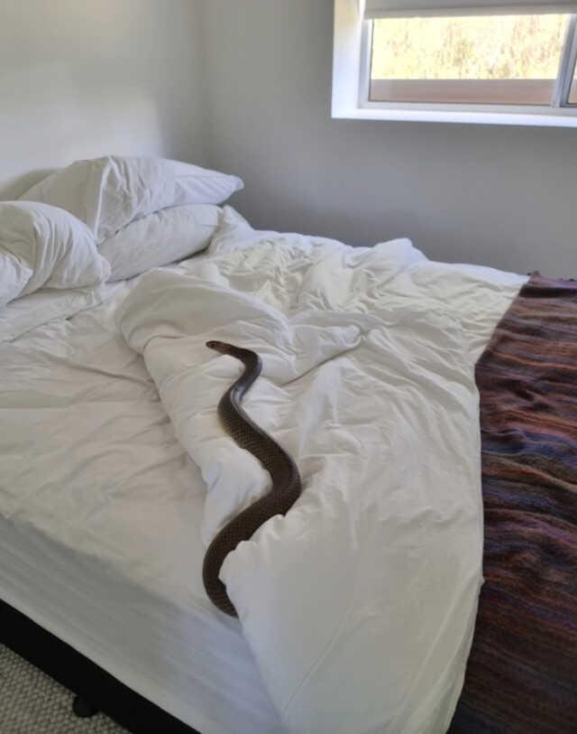 Uyumak için yatağına giden kadın, yılanla göz göze geldi Uyumak için yatağına giden kadın, yılanla göz göze geldi