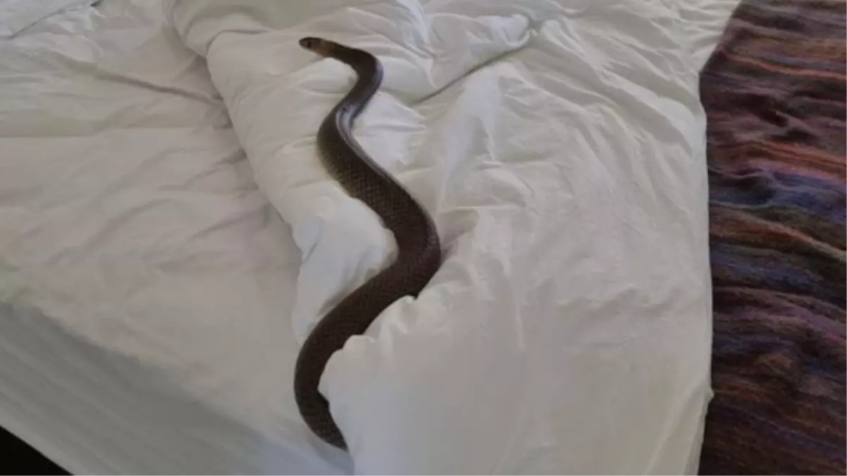 Uyumak için yatağına giden kadın, yılanla göz göze geldi