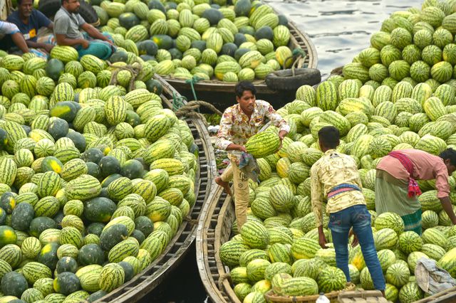 Bangladeş'te Hasat Edilen Karpuzlar Satışa Teknelerle Götürülüyor