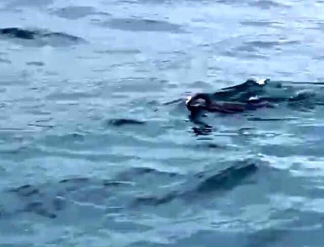 İstanbul Boğazı'nda ortaya çıkan su samuru şaşırttı: Bunun burada ne işi var? İstanbul Boğazı'nda ortaya çıkan su samuru şaşırttı: Bunun burada ne işi var?