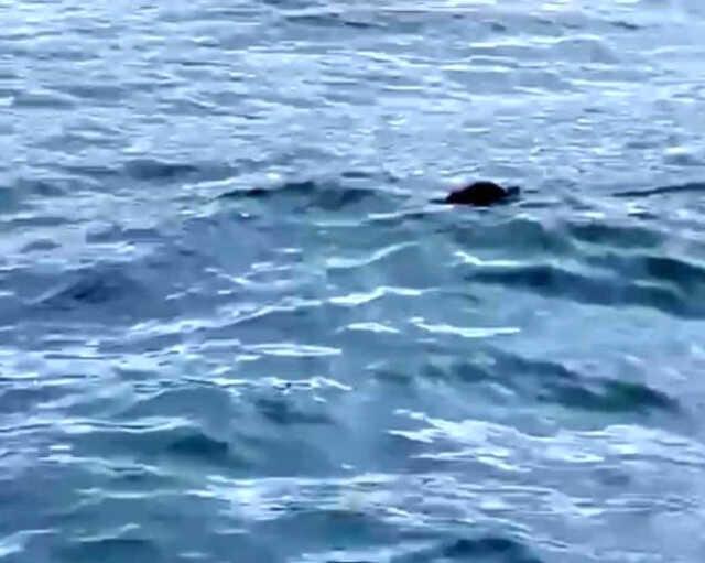 İstanbul Boğazı'nda ortaya çıkan su samuru şaşırttı: Bunun burada ne işi var? İstanbul Boğazı'nda ortaya çıkan su samuru şaşırttı: Bunun burada ne işi var?