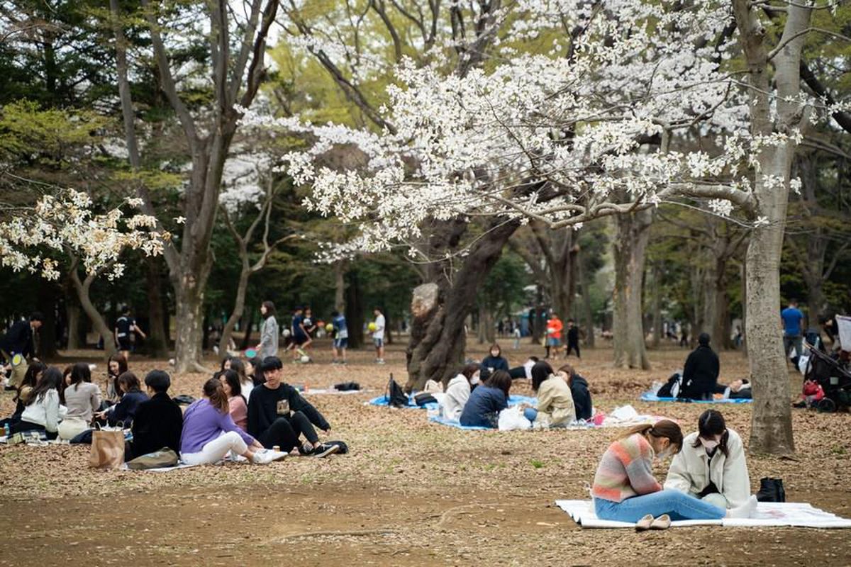 Japonya'da Parklar Kiraz Çiçekleriyle Pembeye Büründü
