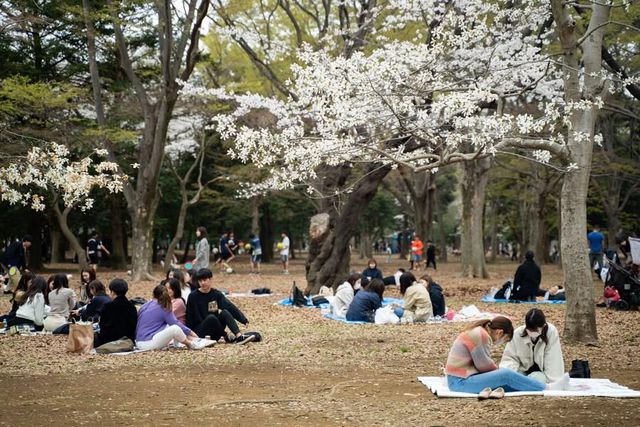 Japonya'da Parklar Kiraz Çiçekleriyle Pembeye Büründü