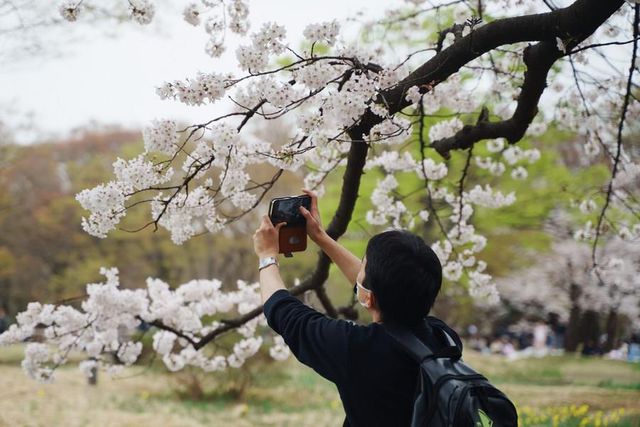 Japonya'da Parklar Kiraz Çiçekleriyle Pembeye Büründü