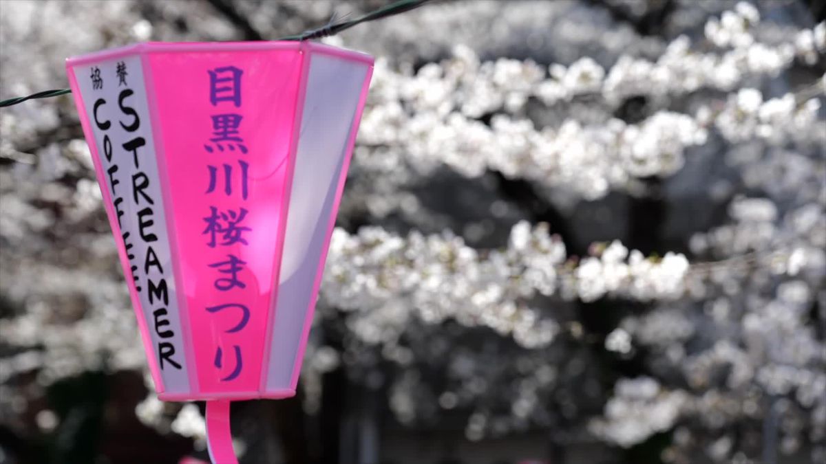 Tokyo'da Kiraz Çiçekleri Açtı
