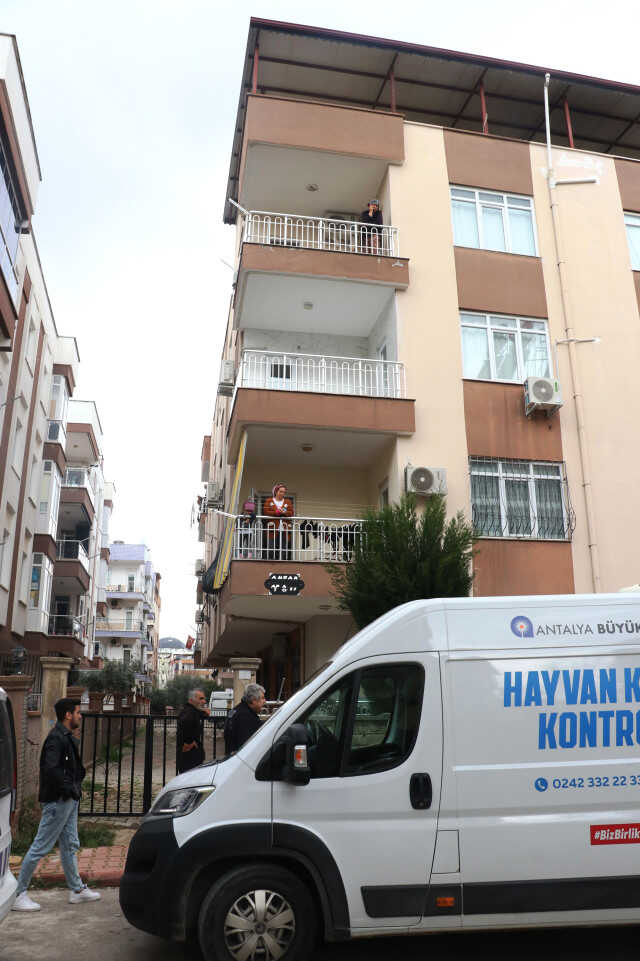 Mahallede pitbull esareti! Sahipli köpeği öldürdü, girdiği bahçedeki apartmana kimse yaklaşamadı Mahallede pitbull esareti! Sahipli köpeği öldürdü, girdiği bahçedeki apartmana kimse yaklaşamadı