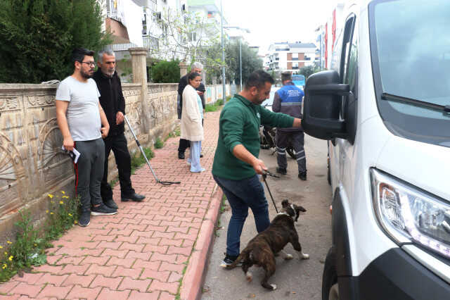 Mahallede pitbull esareti! Sahipli köpeği öldürdü, girdiği bahçedeki apartmana kimse yaklaşamadı Mahallede pitbull esareti! Sahipli köpeği öldürdü, girdiği bahçedeki apartmana kimse yaklaşamadı