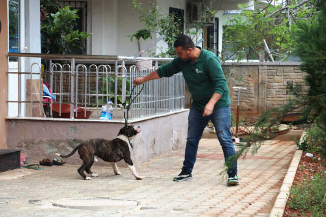 Mahallede pitbull esareti! Sahipli köpeği öldürdü, girdiği bahçedeki apartmana kimse yaklaşamadı Mahallede pitbull esareti! Sahipli köpeği öldürdü, girdiği bahçedeki apartmana kimse yaklaşamadı