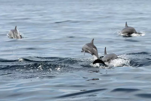Sri Lanka'da Turistlerin Yeni Gözde Aktivitesi: Yunusları İzlemek Sri Lanka'da Turistlerin Yeni Gözde Aktivitesi: Yunusları İzlemek