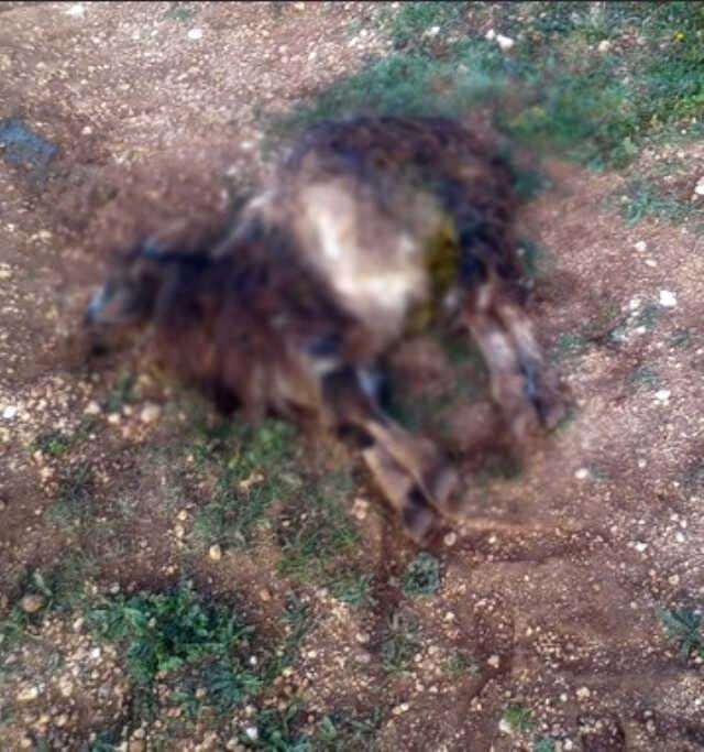 Aç kalan sokak köpekleri bir yılda 30 koyunu telef etti Aç kalan sokak köpekleri bir yılda 30 koyunu telef etti