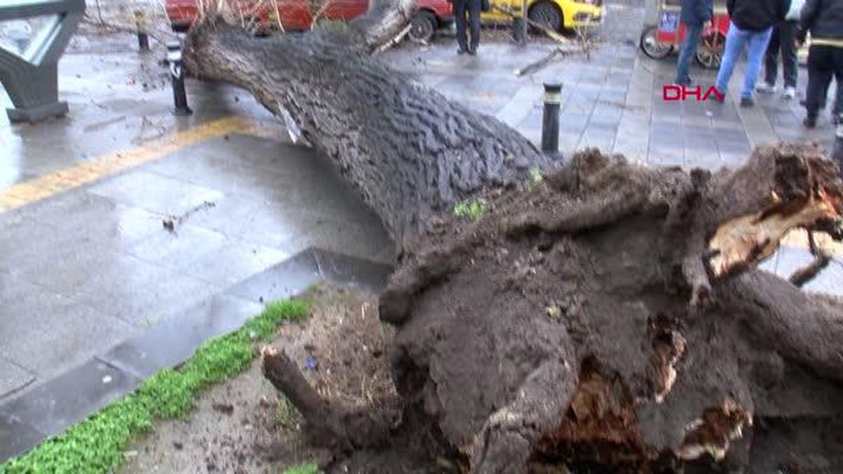 İSTANBUL-FATİH'TE AĞAÇ 2 ARACIN ÜZERİNE DEVRİLDİ