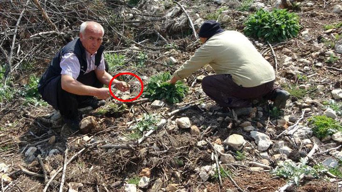 Köylüler her yerde onu arıyor! Tazesi 600, kurusu ise 6 bin 500 TL'den satılıyor