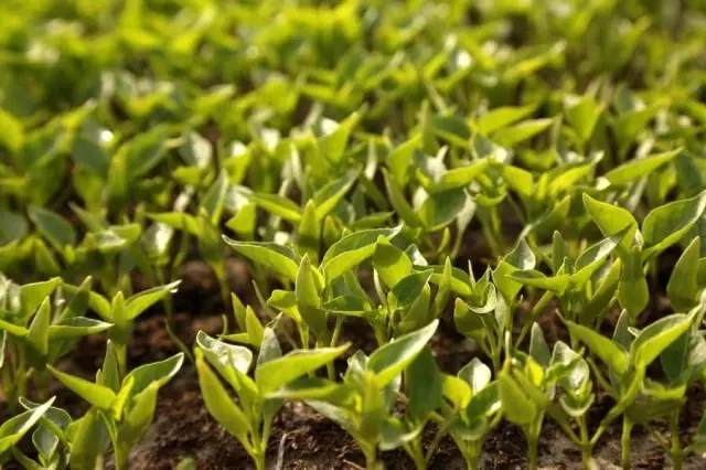 Bitkiler Stres Altındayken Ses Çıkarıyor Bitkiler Stres Altındayken Ses Çıkarıyor