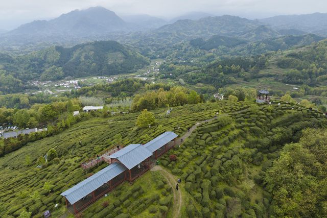 Çin'in Shaanxi Eyaletinde Çay Hasadı Mesaisi Başladı