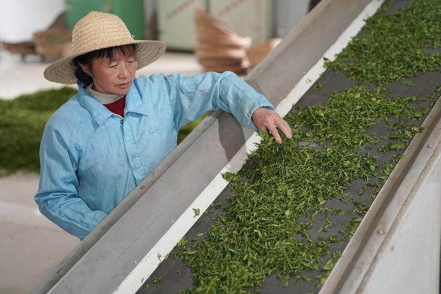 Çin'in Shaanxi Eyaletinde Çay Hasadı Mesaisi Başladı