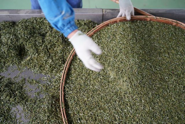 Çin'in Shaanxi Eyaletinde Çay Hasadı Mesaisi Başladı
