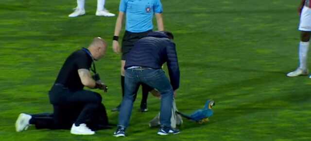 Ne köpek ne kedi! Sahaya giren hayvan futbol maçını felç etti