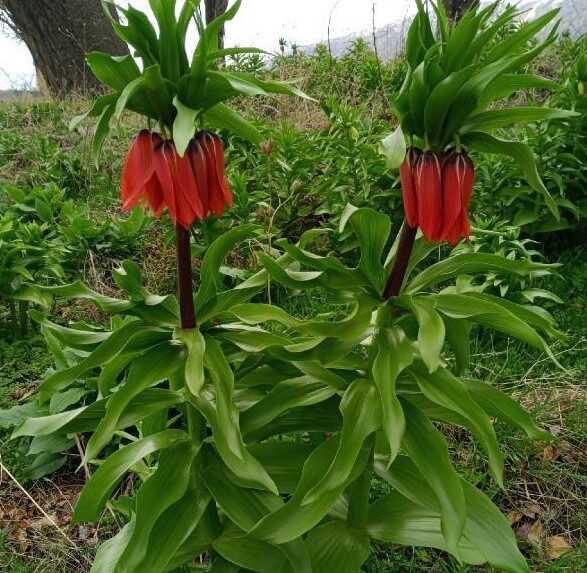 Sadece 20 gün yaşıyor, koparmanın cezası 244 bin lira Sadece 20 gün yaşıyor, koparmanın cezası 244 bin lira