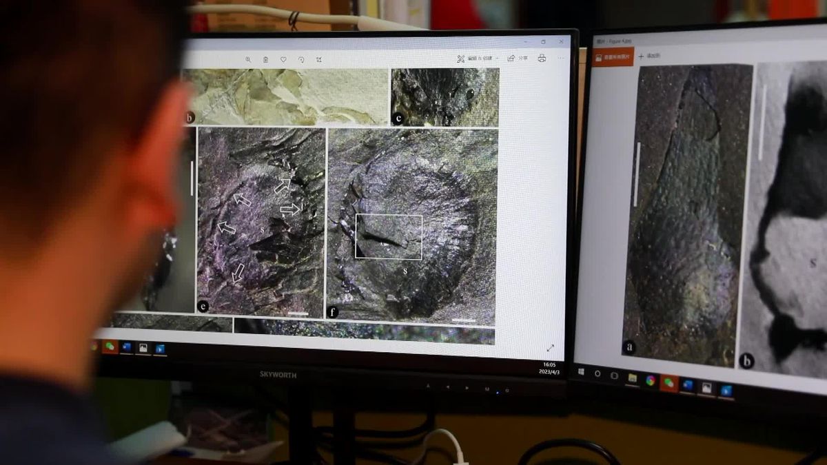 Çin'de 170 Milyon Yıl Öncesine Ait Çiçekli Bitki Fosilleri Bulundu