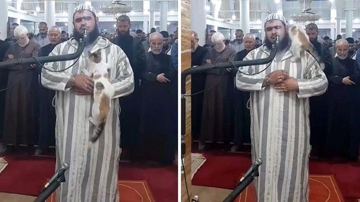 Teravih kıldıran imamın üzerine kedi atladı, sonrasında olanlar yürekleri ısıttı