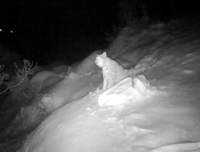 Kırmızı listede yer alan vaşak Türkiye'de böyle görüntülendi Kırmızı listede yer alan vaşak Türkiye'de böyle görüntülendi