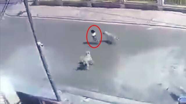 Başıboş köpekler, küçük kıza saldırdı! Korku dolu anlar kamerada Başıboş köpekler, küçük kıza saldırdı! Korku dolu anlar kamerada