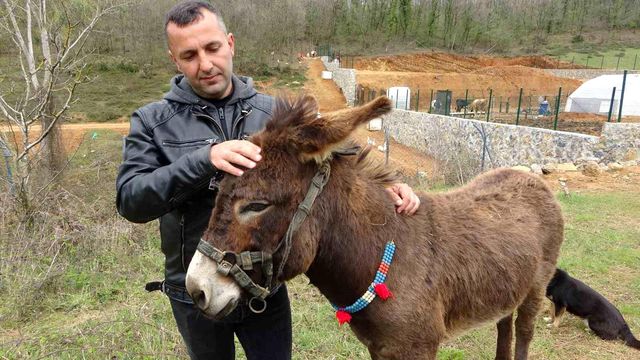 İstanbul'dan satılık eşek ilanı girildi! Olay kadar istediği fiyat da enteresan İstanbul'dan satılık eşek ilanı girildi! Olay kadar istediği fiyat da enteresan
