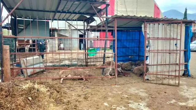 Ahıra girdiğinde şok oldu: 15 koyun telef edilmiş halde bulundu Ahıra girdiğinde şok oldu: 15 koyun telef edilmiş halde bulundu