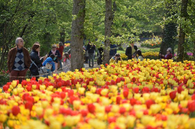 İtalya'da 100.000'den Fazla Lalenin Sergilendiği Festival Büyük İlgi Gördü