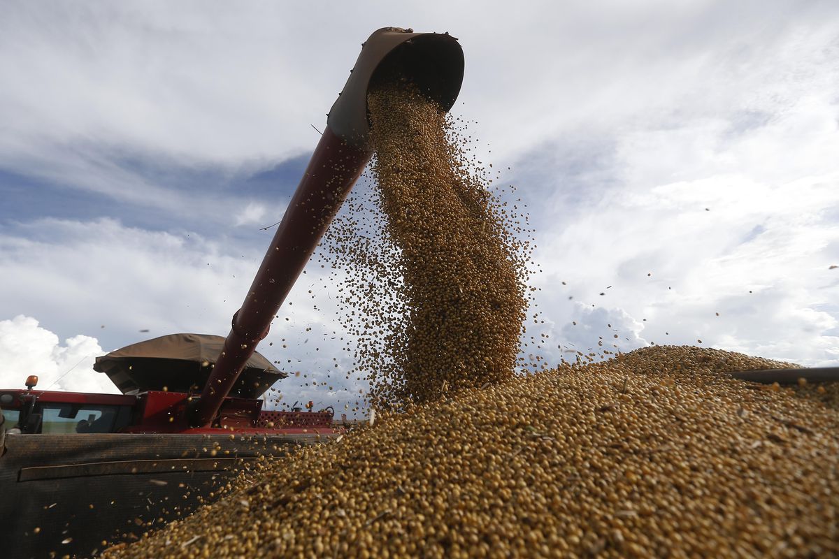Brezilya'da Soya Fasulyesi Hasadı Sürüyor