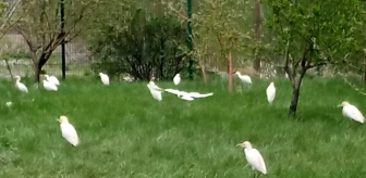 Yolunu şaşıran göçmen kuşları işyeri bahçeye kondu