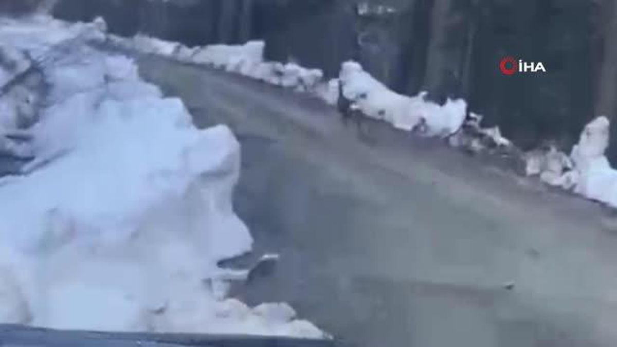 Düzce ormanlarında karaca böyle görüntülendi