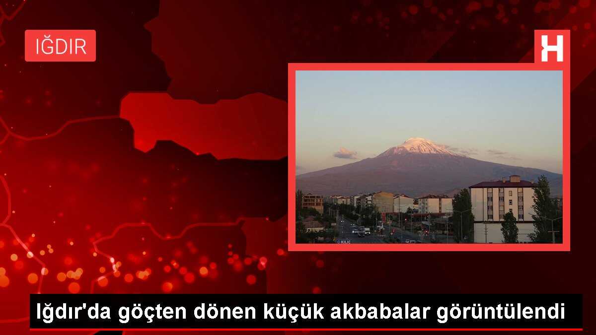 Iğdır'da göçten dönen küçük akbabalar görüntülendi