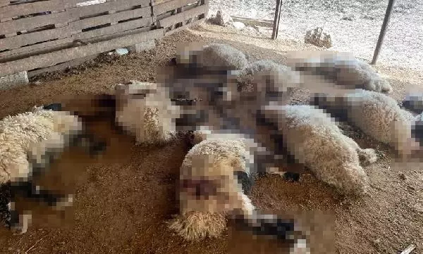 Başıboş köpekler ahırdaki 19 kuzuyu telef etti