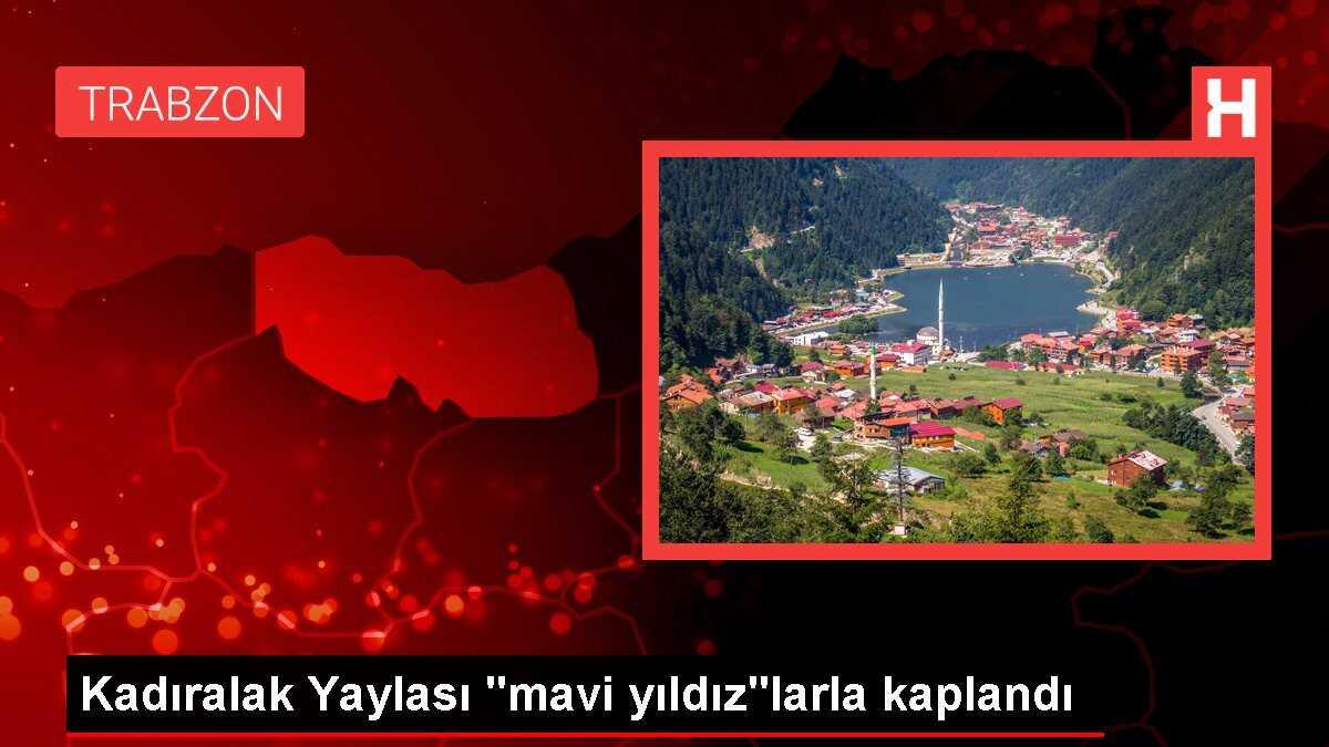 Kadıralak Yaylası 'mavi yıldız'larla kaplandı