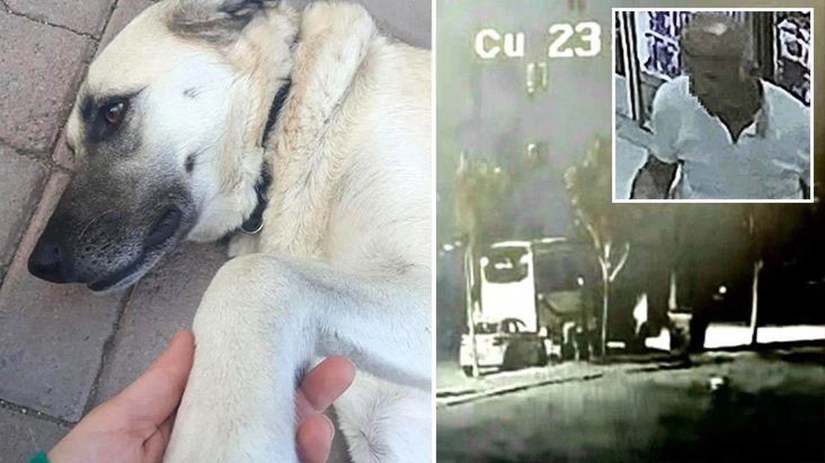 Sokak köpeğini aracına sürükleyen servis şoförü, cinsel saldırıda bulunduğunu gözaltında itiraf etti