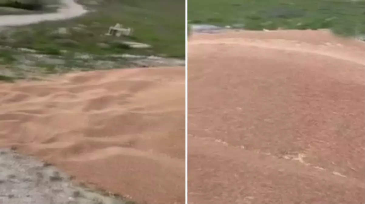 50 ton buğdayı boş araziye döktüler! Yetkililer harekete geçti