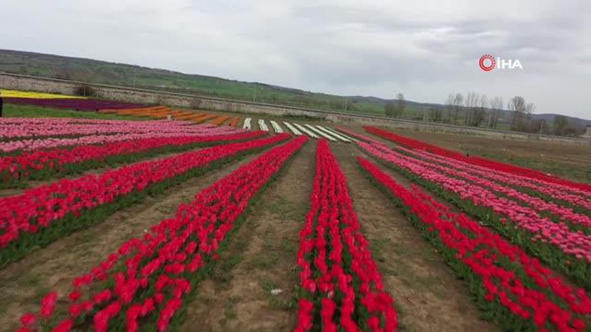 Samsun'un kartpostallık lale bahçeleri gelir kapısı olacak