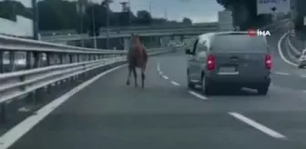 Hipodromdan kaçan at trafiği birbirine kattı