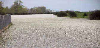 Kızılırmak Nehri'ni su düğün çiçekleri kapladı