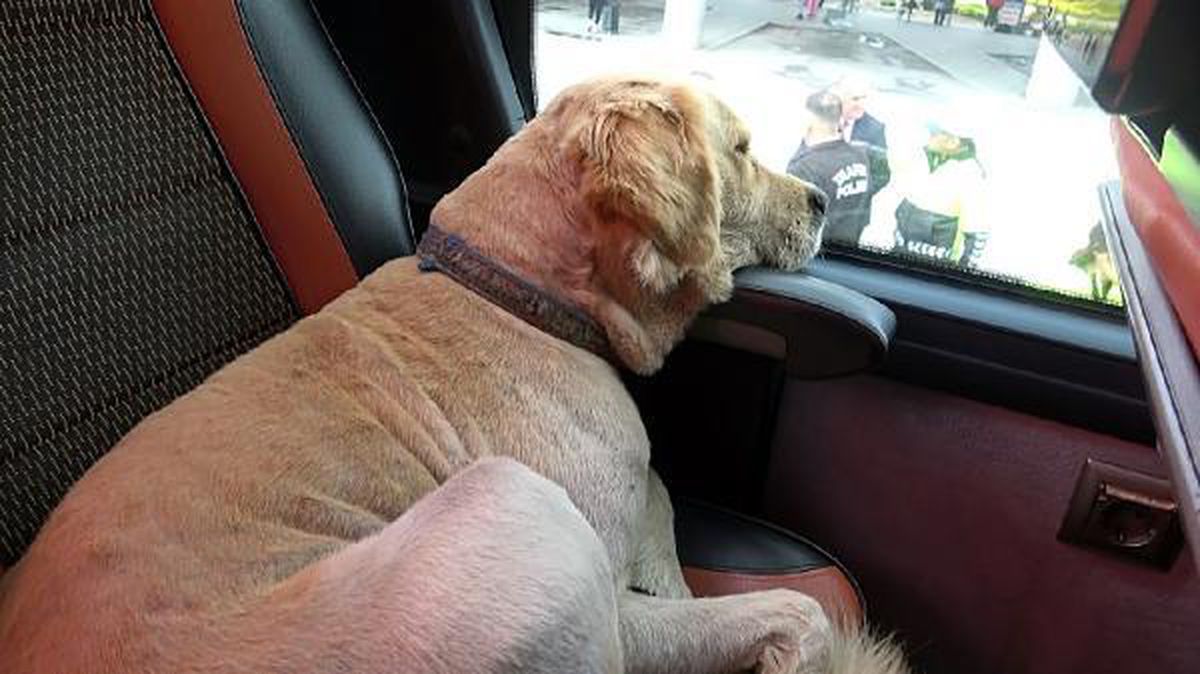 Polis denetimi sırasında otobüse giren köpek, yarım sonra çıkarılabildi