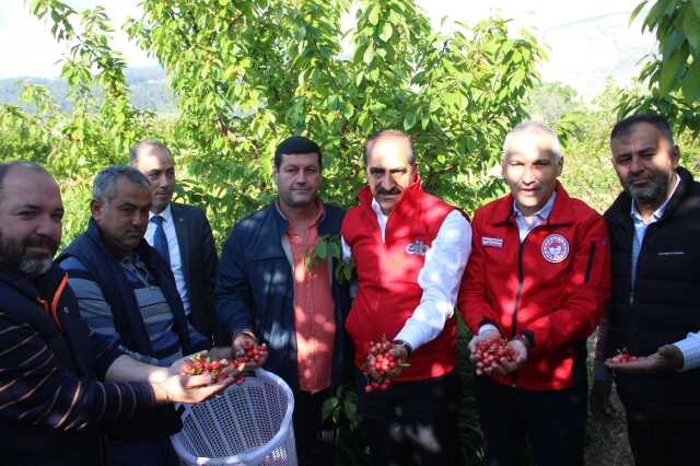 Sezonun ilk kirazı 800 TL'den satıldı