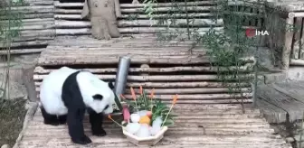 Tayland'da dev panda Lin Hui 21 yaşında hayatını kaybetti