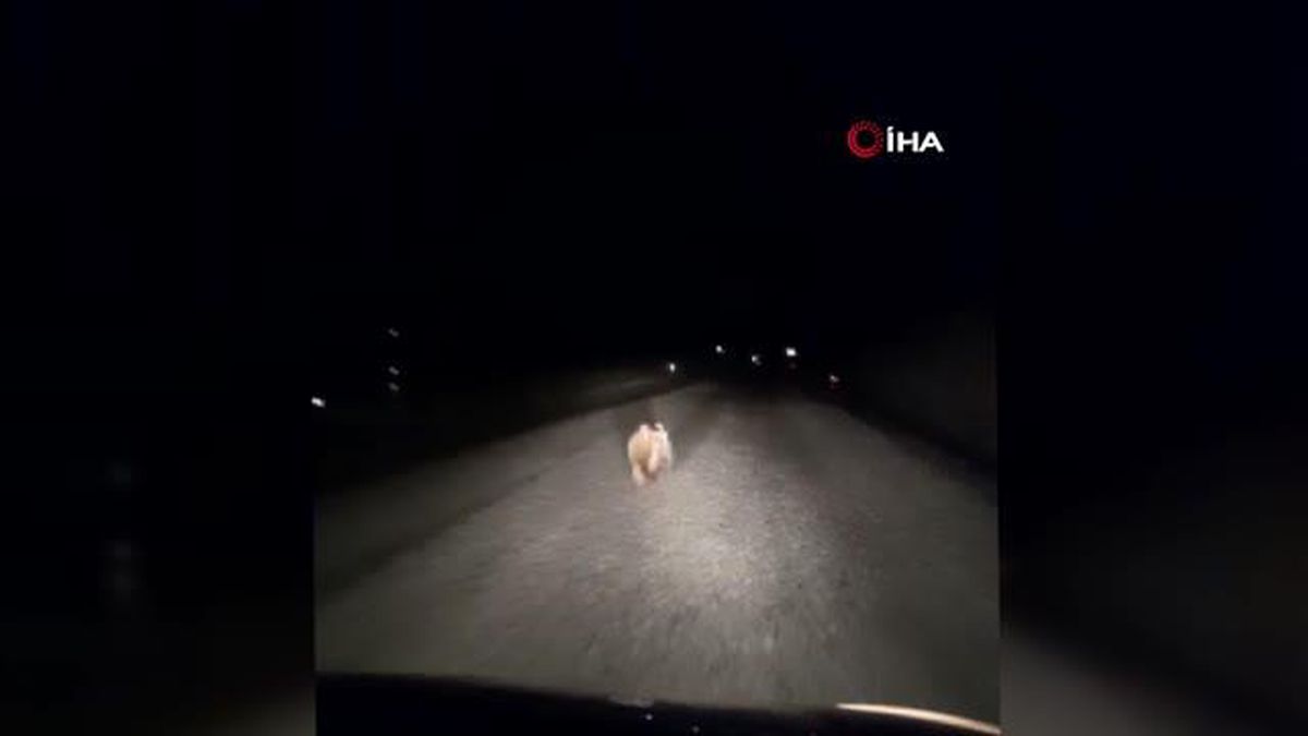 Yavru ayının yolda otomobilin ışığıyla son sürat koştuğu anlar kamerada