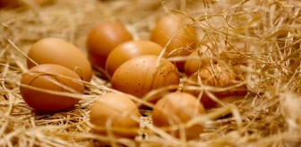 Yumurtadan çıkan 4 bacaklı civciv köylüleri şaşkına çevirdi