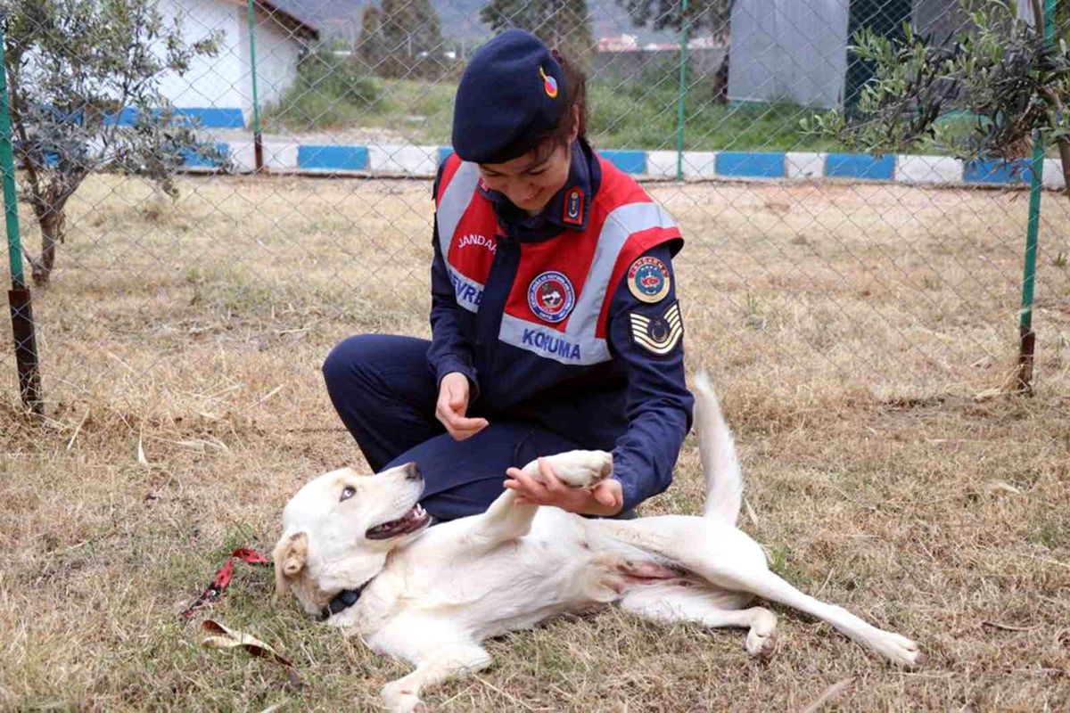 'Cesi' depremden 73 gün sonra sahibine teslim edildi